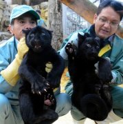 日本动物园美洲豹产下罕见黑色“龙凤胎”